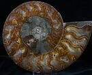 Wide Split Ammonite Pair - Agatized #7226-2